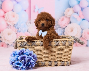 George Washington F1B Cavapoo